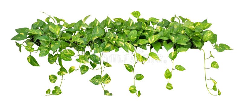Η καρδιά διαμόρφωσε τα χρυσά pothos αμπέλων φύλλων που απομονώθηκαν στο άσπρο υπόβαθρο, πορεία στοκ φωτογραφία Η καρδιά διαμόρφωσε τα χρυσά pothos αμπέλων φύλλων που απομονώθηκαν στο άσπρο υπόβαθρο, πορεία στοκ φωτογραφία