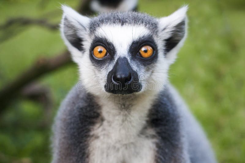 Lemur face close-up stares on people. Meet wildlife. Lemur face close-up stares on people. Meet wildlife