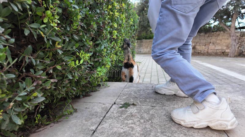 Η Μίνα Μάλτα Ένα παιδί που παίζει με αδέσποτη γάτα στην οχυρωμένη πόλη απόθεμα βίντεο