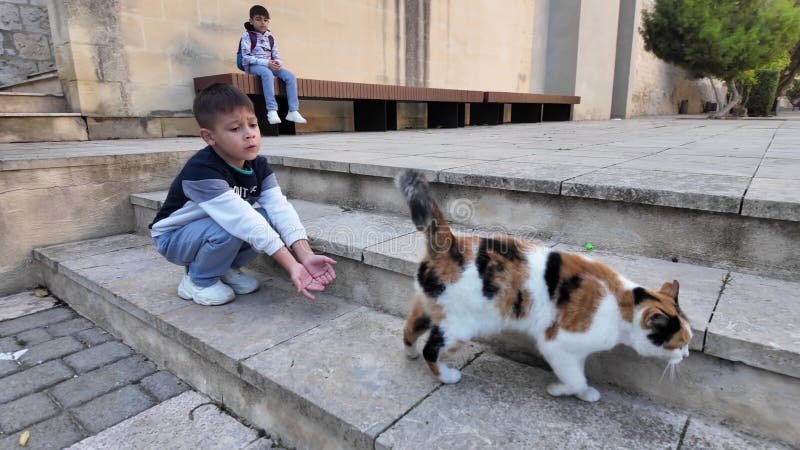 Η Μίνα Μάλτα Ένα παιδί που παίζει με αδέσποτη γάτα στην οχυρωμένη πόλη απόθεμα βίντεο