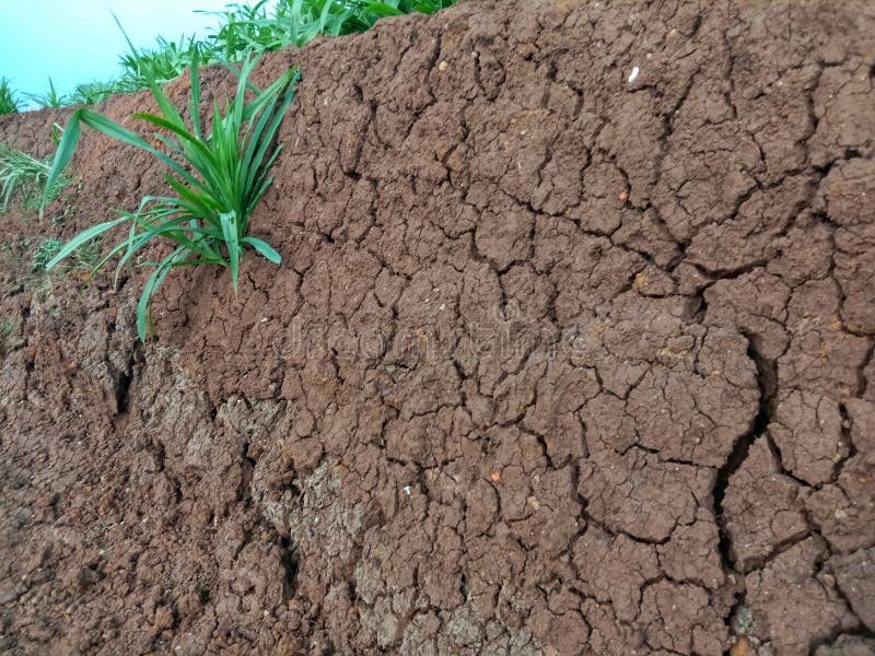 The long dry season causes the soil to crack. The long dry season causes the soil to crack