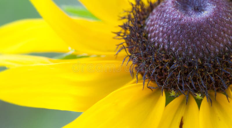 Black eyed Susan in bloom seen at an up close angle. Black eyed Susan in bloom seen at an up close angle