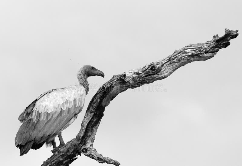 Η μαύρη & άσπρη εικόνα ενός λευκόραχου γύπα εσκαρφάλωσε σε ένα δέντρο με ένα σαφές υπόβαθρο ουρανού. Λευκόραχο africanus Gyps γύπων perchedon ένας γυμνός κλάδος δέντρων στο γραπτό εθνικό πάρκο Ζάμπια νότιου Luangwa