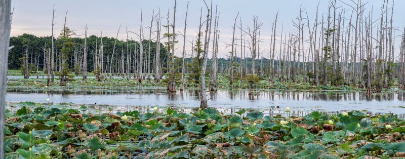 Black Bayou Lake contains 4,200 acres and is a National Wildlife Refuge. Black Bayou Lake contains 4,200 acres and is a National Wildlife Refuge