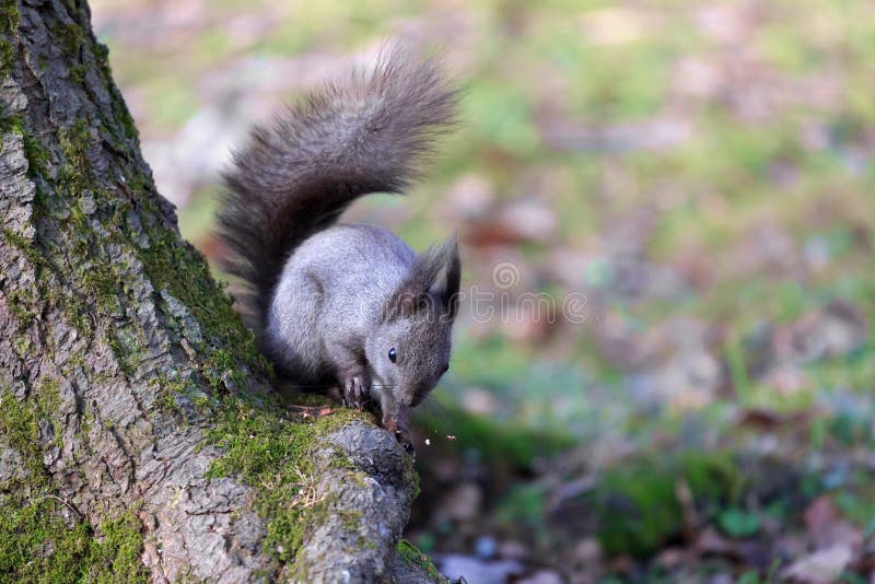 Η μαύρη συνεδρίαση σκιούρων (Sciurus vulgaris) κάτω από ένα δέντρο και μασά τα καρύδια στοκ φωτογραφία Η μαύρη συνεδρίαση σκιούρων (Sciurus vulgaris) κάτω από ένα δέντρο και μασά τα καρύδια στοκ φωτογραφία