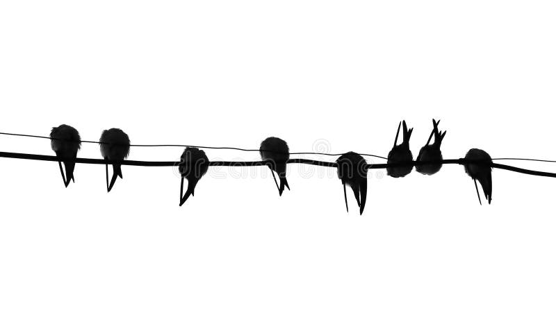 Silhouette migrating swallow reposing on electric wire. Silhouette migrating swallow reposing on electric wire