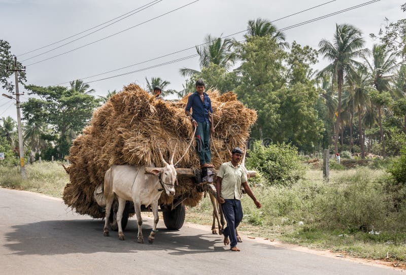 SRIRANGAPATNA, INDIA 20 DECEMBER 2014: Buffalo cart transport is full. SRIRANGAPATNA, INDIA 20 DECEMBER 2014: Buffalo cart transport is full