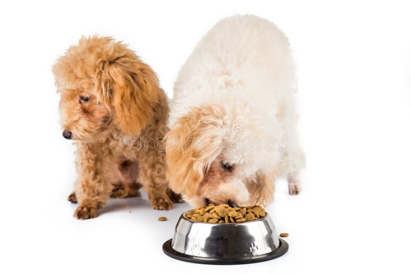 Η μια poodle κατανάλωση κουταβιών kibbles από ένα κύπελλο με άλλη αδιάφορη στοκ εικόνες Η μια poodle κατανάλωση κουταβιών kibbles από ένα κύπελλο με άλλη αδιάφορη στοκ εικόνες
