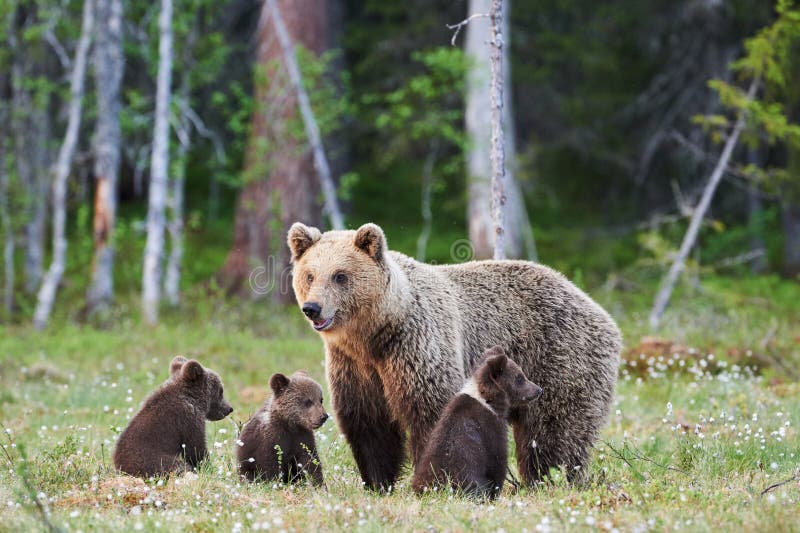 Η μούμια αντέχει arctos Ursus και τρία μικρά κουτάβια της στοκ εικόνα με δικαίωμα ελεύθερης χρήσης