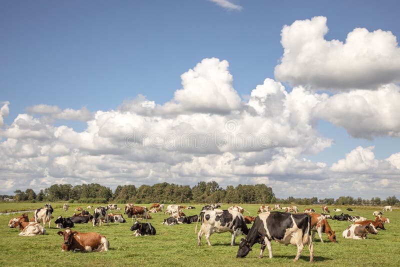 Young brown and white cow does moo with her head uplifted to the sky. Young brown and white cow does moo with her head uplifted to the sky