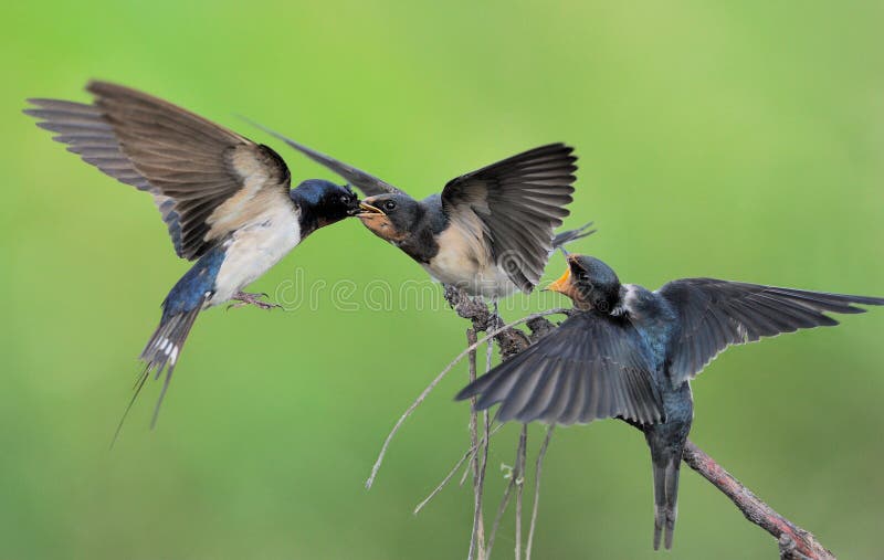 Barn Swallow mama feeding babies. Barn Swallow mama feeding babies