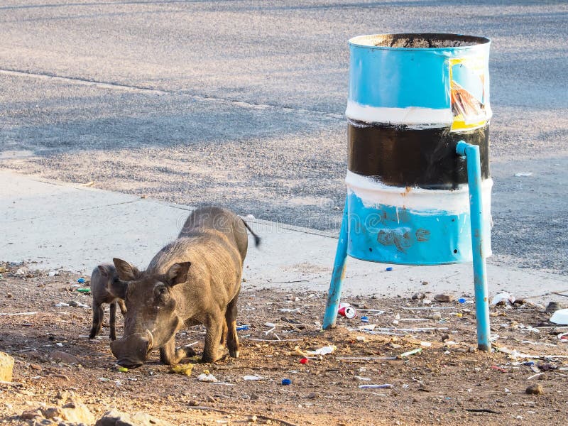 Η ομάδα άγριου ενήλικου warthog και το μωρό ζωικό παρουσιάζουν φυσική συμπεριφορά τρώγοντας τα τρόφιμα οδών με την κάμψη του μπρο στοκ εικόνες με δικαίωμα ελεύθερης χρήσης Η ομάδα άγριου ενήλικου warthog και το μωρό ζωικό παρουσιάζουν φυσική συμπεριφορά τρώγοντας τα τρόφιμα οδών με την κάμψη του μπρο στοκ εικόνες με δικαίωμα ελεύθερης χρήσης