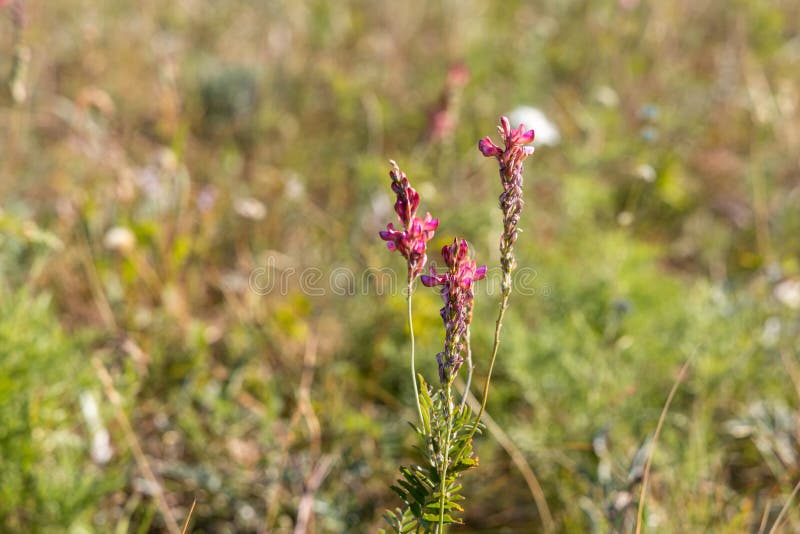 η ομάδα των κόκκινων κεφαλών από κοινό sainfoin με λουλούδια βρίσκεται σε ένα όμορφο θαμπό πράσινο φόντο σε λιβάδια το καλοκαίρι στοκ φωτογραφία