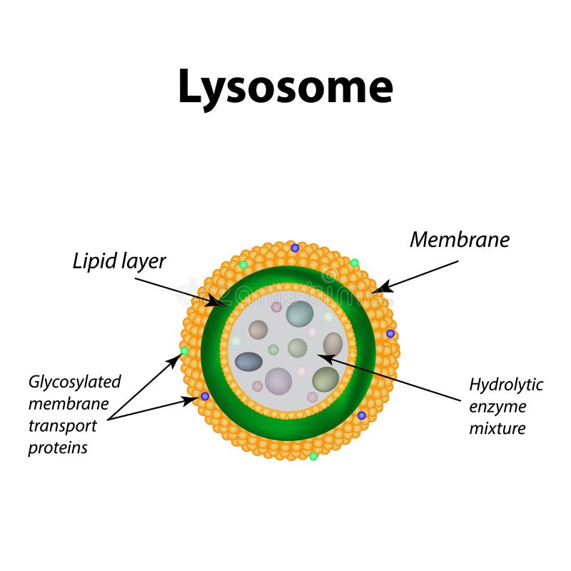 The structure of lysosomes. Infographics. Vector illustration on isolated background. The structure of lysosomes. Infographics. Vector illustration on isolated background.