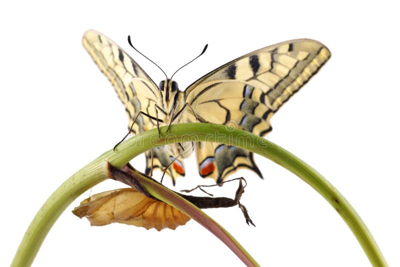 Η πεταλούδα Swallowtail Papilio Παλαιών Κόσμων machaon εσκαρφάλωσε σε έναν κλάδο δίπλα στο κουκούλι από το οποίο εκκόλαψαν στοκ φωτογραφίες με δικαίωμα ελεύθερης χρήσης