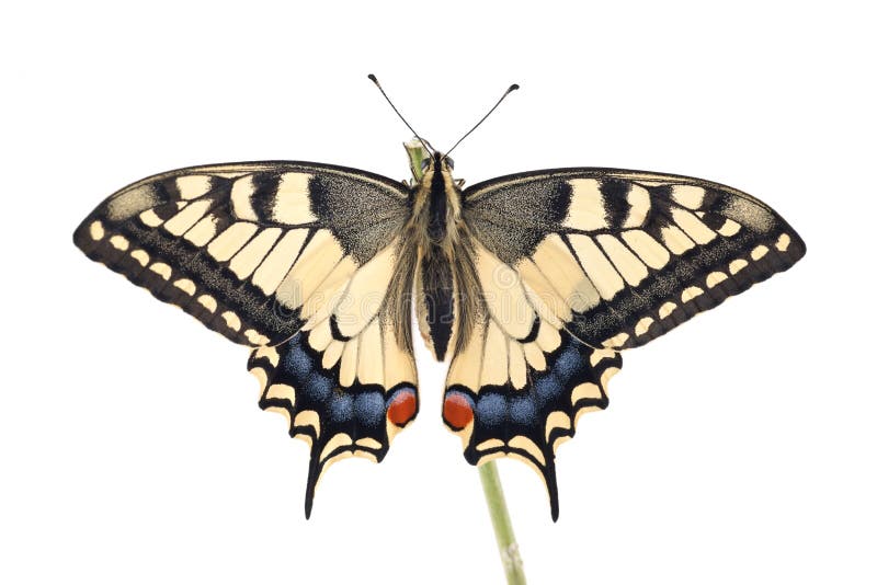 Η πεταλούδα Swallowtail Papilio Παλαιών Κόσμων machaon εσκαρφάλωσε σε έναν κλαδίσκο όλοι σε ένα άσπρο υπόβαθρο στοκ φωτογραφίες με δικαίωμα ελεύθερης χρήσης