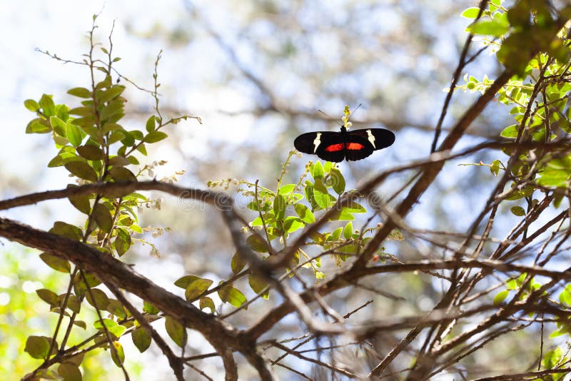 Η πεταλούδα clysonymus με μήκος heliconius clysonymus βρίσκεται σε ένα δέντρο τροπικού δάσους στοκ εικόνες