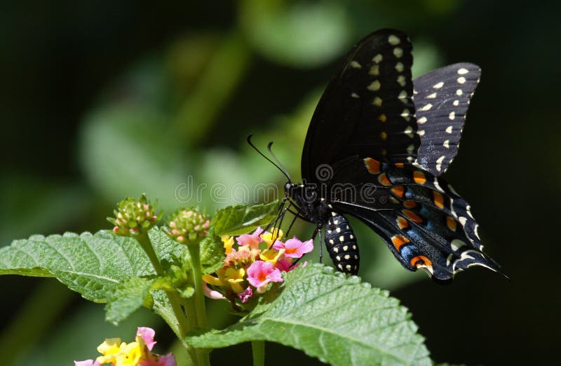 Black Swallow tail butterfly on flowers. Black Swallow tail butterfly on flowers