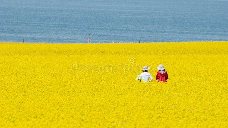 η πιο όμορφη λίμνη qinghai στοκ φωτογραφία με δικαίωμα ελεύθερης χρήσης
