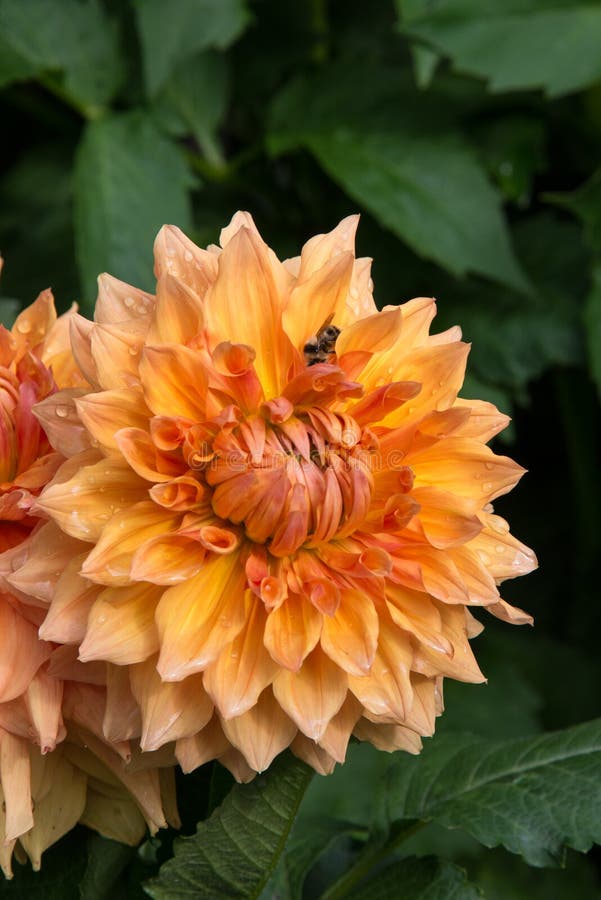 Η πορτοκαλιά Zinnia με τη μέλισσα στοκ εικόνες