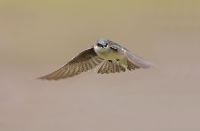 Tree Swallow (tachycineta bicolor) in flight. Tree Swallow (tachycineta bicolor) in flight