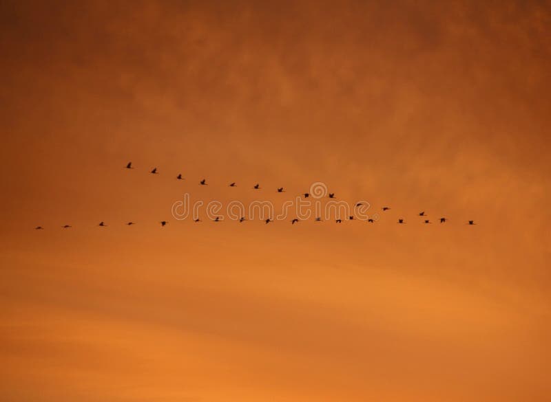 Flight of birds of the cranes at sunset of the day. Flight of birds of the cranes at sunset of the day.