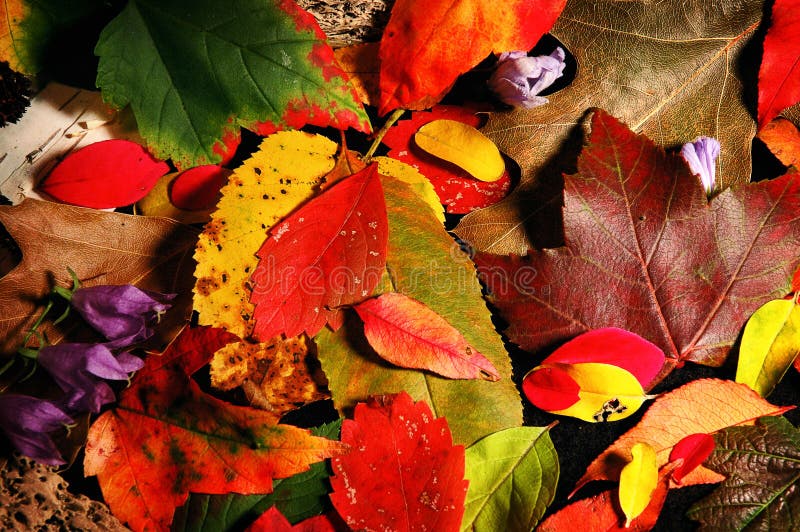 The colors of fall, represented with these leaves. The colors of fall, represented with these leaves