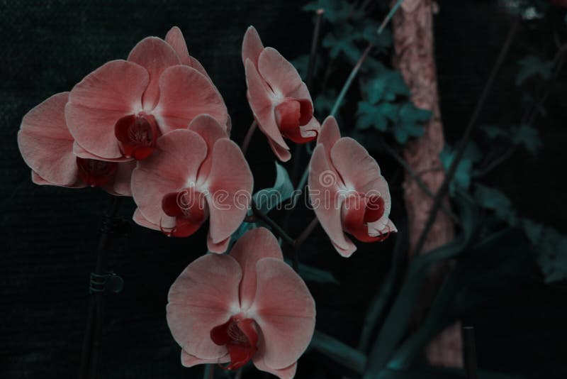 Η ρόδινη ορχιδέα dendrobium Phalaenopsis ή σκώρων ανθίζει καλοκαιριού ή άνοιξης Floral υπόβαθρο κήπων ημέρας στο τροπικό Εκλεκτικ στοκ φωτογραφία Η ρόδινη ορχιδέα dendrobium Phalaenopsis ή σκώρων ανθίζει καλοκαιριού ή άνοιξης Floral υπόβαθρο κήπων ημέρας στο τροπικό Εκλεκτικ στοκ φωτογραφία