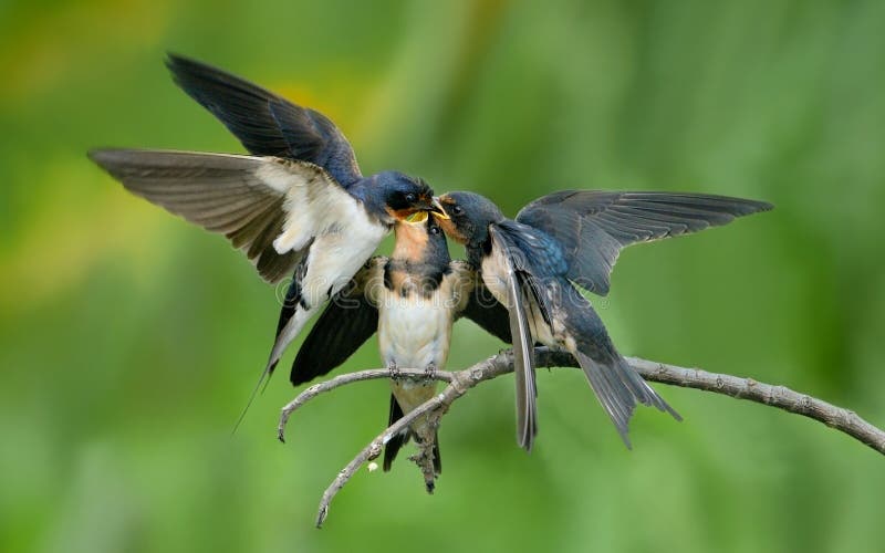 Barn swallow busy feeding youngsters. Barn swallow busy feeding youngsters