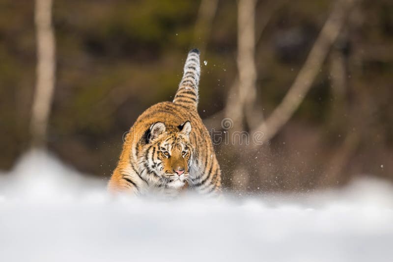 Η σιβηρική τίγρη, Panthera Τίγρης Τίγρης στοκ εικόνες Η σιβηρική τίγρη, Panthera Τίγρης Τίγρης στοκ εικόνες