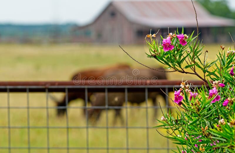 Scenes from a Texas hill country road in rural Texas with longhorn cow, fence, Oleander, rustic, wood barn. Scenes from a Texas hill country road in rural Texas with longhorn cow, fence, Oleander, rustic, wood barn.
