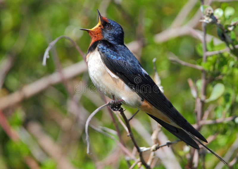 Barn Swallow photographed near Cape Town, South Africa. Barn Swallow photographed near Cape Town, South Africa