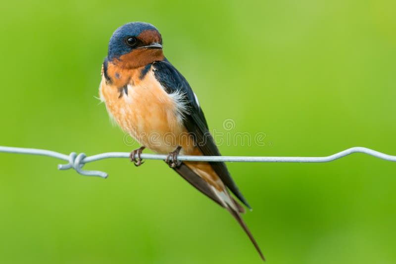 A Barn Swallow is perched on a page wire fence looking to the right. Carden Alvar Provincial Park, Kawartha Lakes, Ontario, Canada. A Barn Swallow is perched on a page wire fence looking to the right. Carden Alvar Provincial Park, Kawartha Lakes, Ontario, Canada.