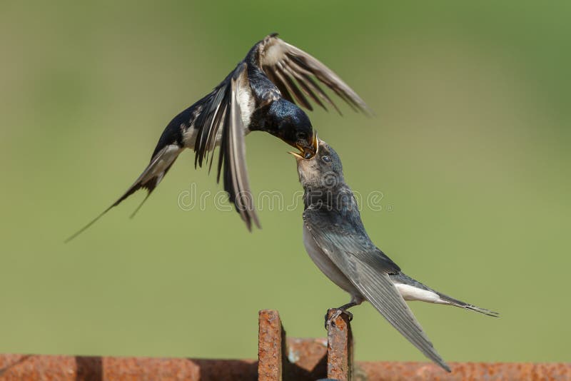 Barn swallow feeds his youngster. Barn swallow feeds his youngster