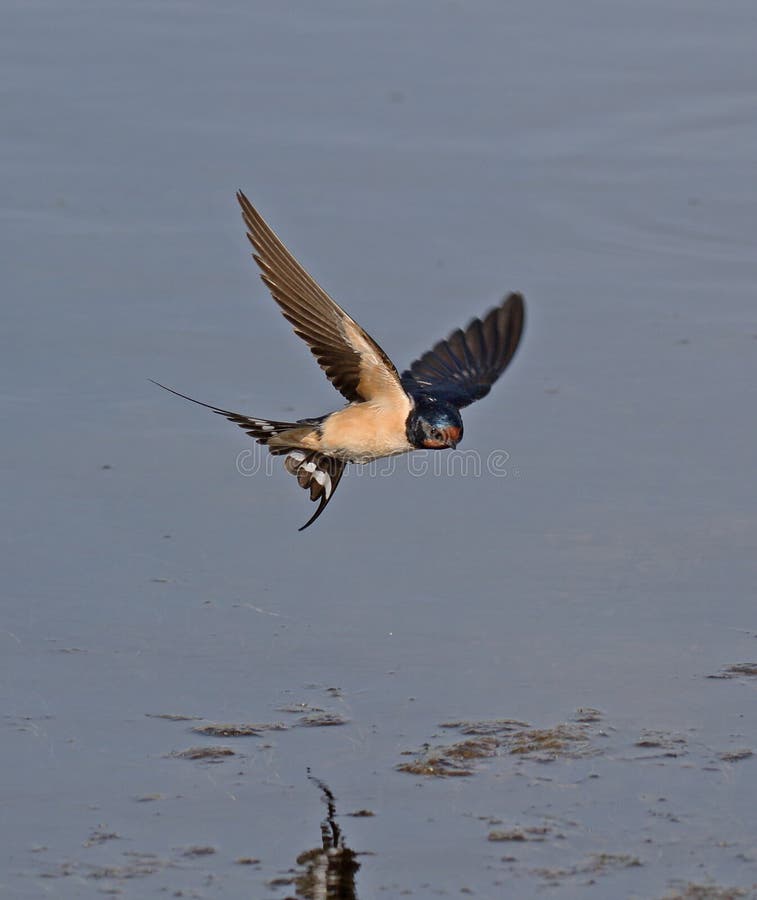 Barn Swallow at Metochi Lake,Lesvos. Barn Swallow at Metochi Lake,Lesvos