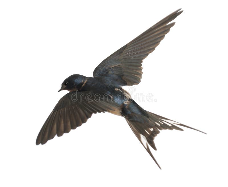 Barn Swallow, Hirundo rustica, lying against white background. Barn Swallow, Hirundo rustica, lying against white background