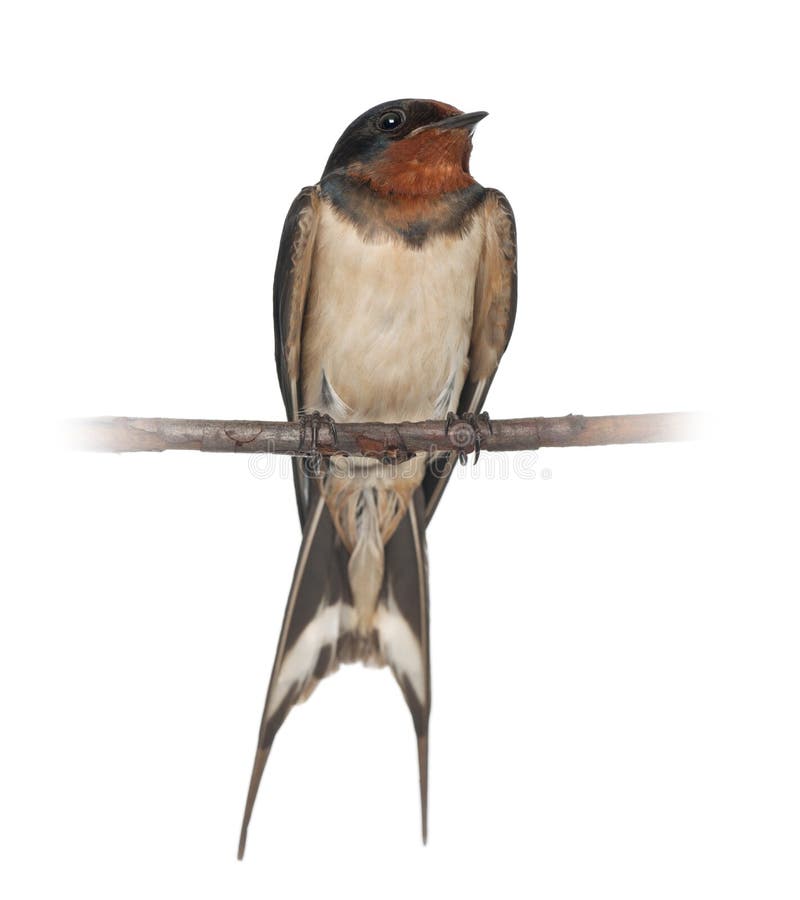 Barn Swallow, Hirundo rustica, perching against white background. Barn Swallow, Hirundo rustica, perching against white background