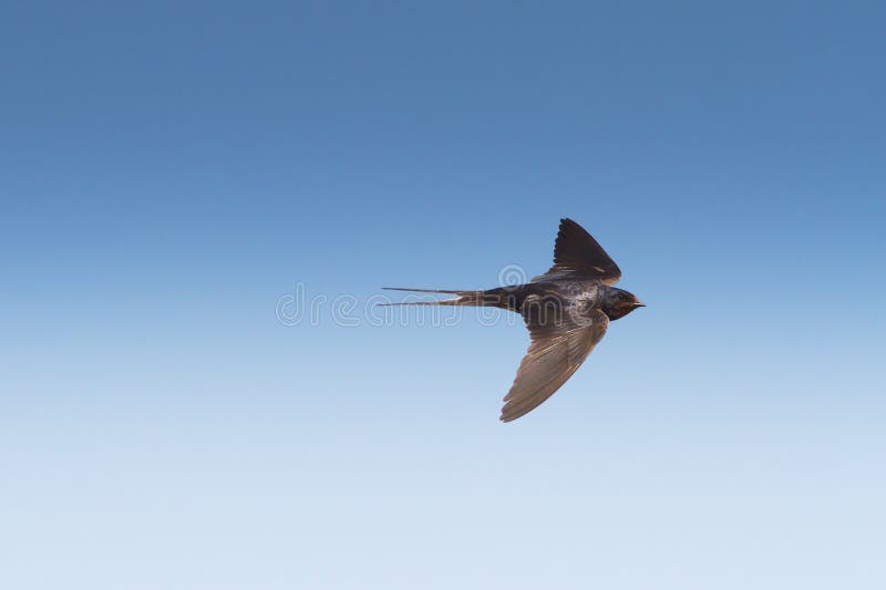 Barn swallow in flight against the deep blue sky / Hirundo rustica. Barn swallow in flight against the deep blue sky / Hirundo rustica