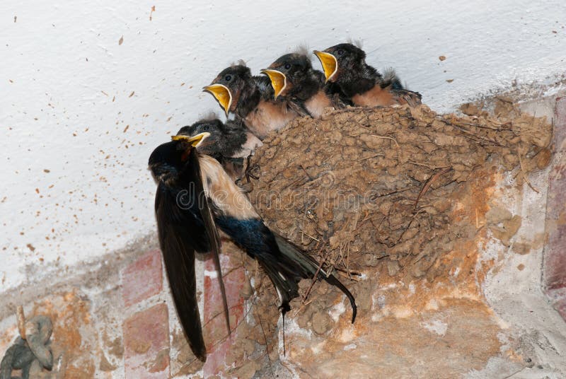 A barn swallow (Hirundo rustica) feeding five chicks at nest. A barn swallow (Hirundo rustica) feeding five chicks at nest