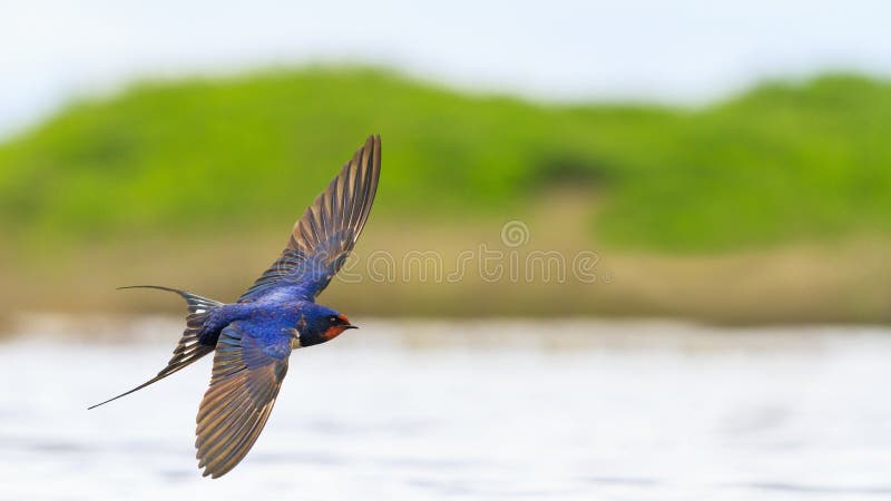 Barn Swallow flies over the water opened wings , springtime. Barn Swallow flies over the water opened wings , springtime