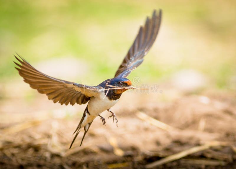 A Barn Swallow bird in flight after collecting twig to build nest. A Barn Swallow bird in flight after collecting twig to build nest.