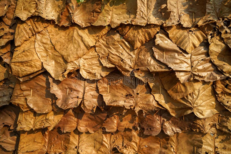 Η σκιά καφετί κίτρινο επικαλύπτοντας ξηρό teak αφήνει το φυσικό τοπικό παραδοσιακό υπόβαθρο σύστασης κάλυψης τοίχων στοκ εικόνες με δικαίωμα ελεύθερης χρήσης