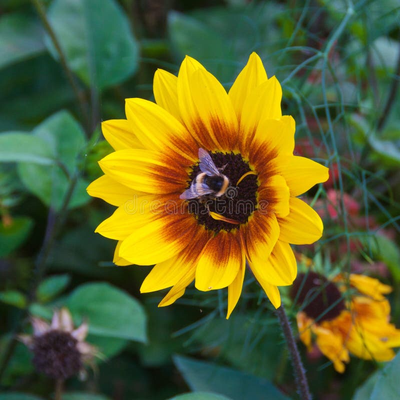 Black eye susan blooming at Curonian Spit in Lithuania, the Baltic country. Black eye susan blooming at Curonian Spit in Lithuania, the Baltic country