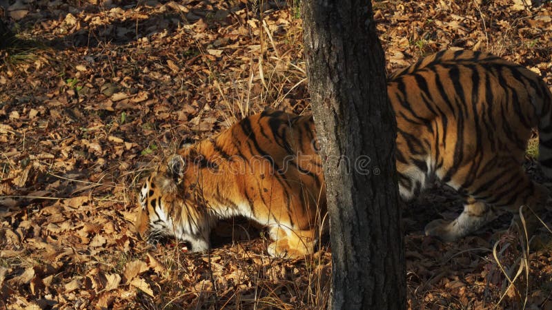 Η τίγρη Amur παίρνει το κομμάτι του φρέσκου κρέατος στα φύλλα στο πάρκο σαφάρι Primorsky, Ρωσία