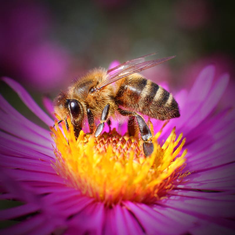 The Western honey bee (Apis mellifera) pollinating of New York aster (Symphyotrichum dumosum). The Western honey bee (Apis mellifera) pollinating of New York aster (Symphyotrichum dumosum).