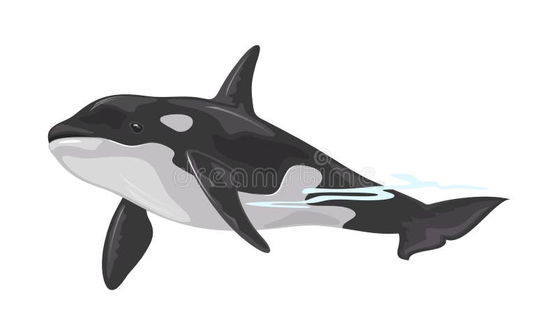 Killer whale or orca is toothed animal with black back belonging to oceanic dolphin family. Some populations are considered threatened or endangered. Vector illustration isolated on white background. Killer whale or orca is toothed animal with black back belonging to oceanic dolphin family. Some populations are considered threatened or endangered. Vector illustration isolated on white background.