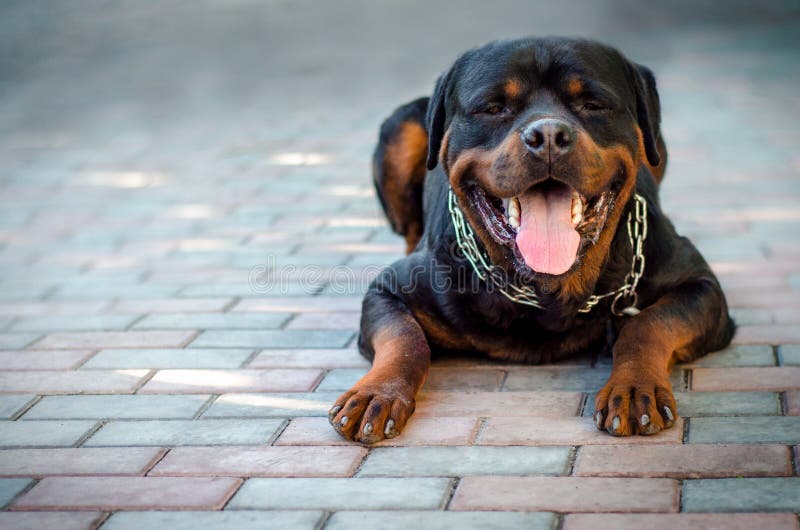 Η φυλή Rottweiler σκυλιών διασκέδασης βρίσκεται στοκ εικόνες με δικαίωμα ελεύθερης χρήσης