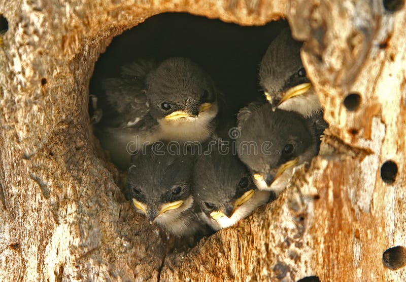 A close-up of a Tree Swallow nest with five babies looking out. A close-up of a Tree Swallow nest with five babies looking out.