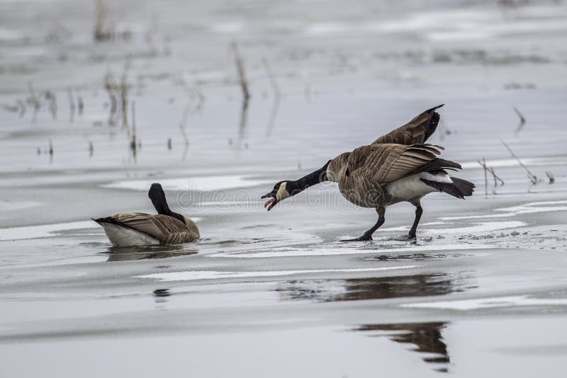 One goose squaks at another goose on a frozen pond near Hauser Lake, Idaho. One goose squaks at another goose on a frozen pond near Hauser Lake, Idaho.