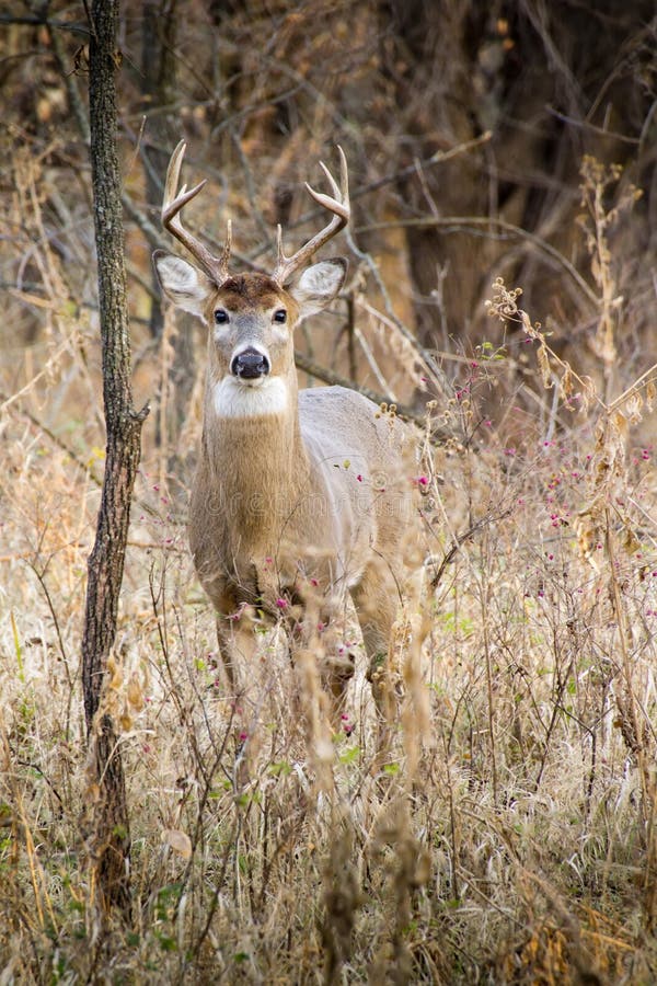 Η χειμερινή άσπρη ουρά Buck είναι άγρυπνη και άγρυπνη πριν από την ανατολή στοκ εικόνες με δικαίωμα ελεύθερης χρήσης